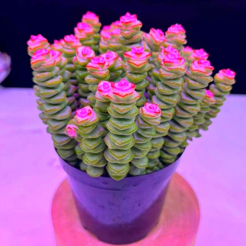 Y 钱串 多肉耐旱种植好养空气修剪带盆带土
