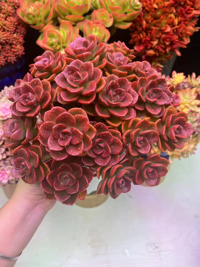 Q老桩红酒玫瑰多肉耐旱 种植好养  带盆带土 细胞多肉