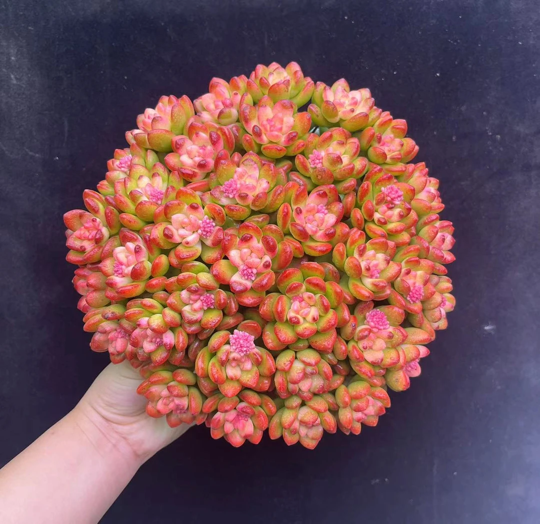 A 超大盆红香豆 多肉植物 易爆崽耐寒 少水喜阳 好养多肉植物秋季