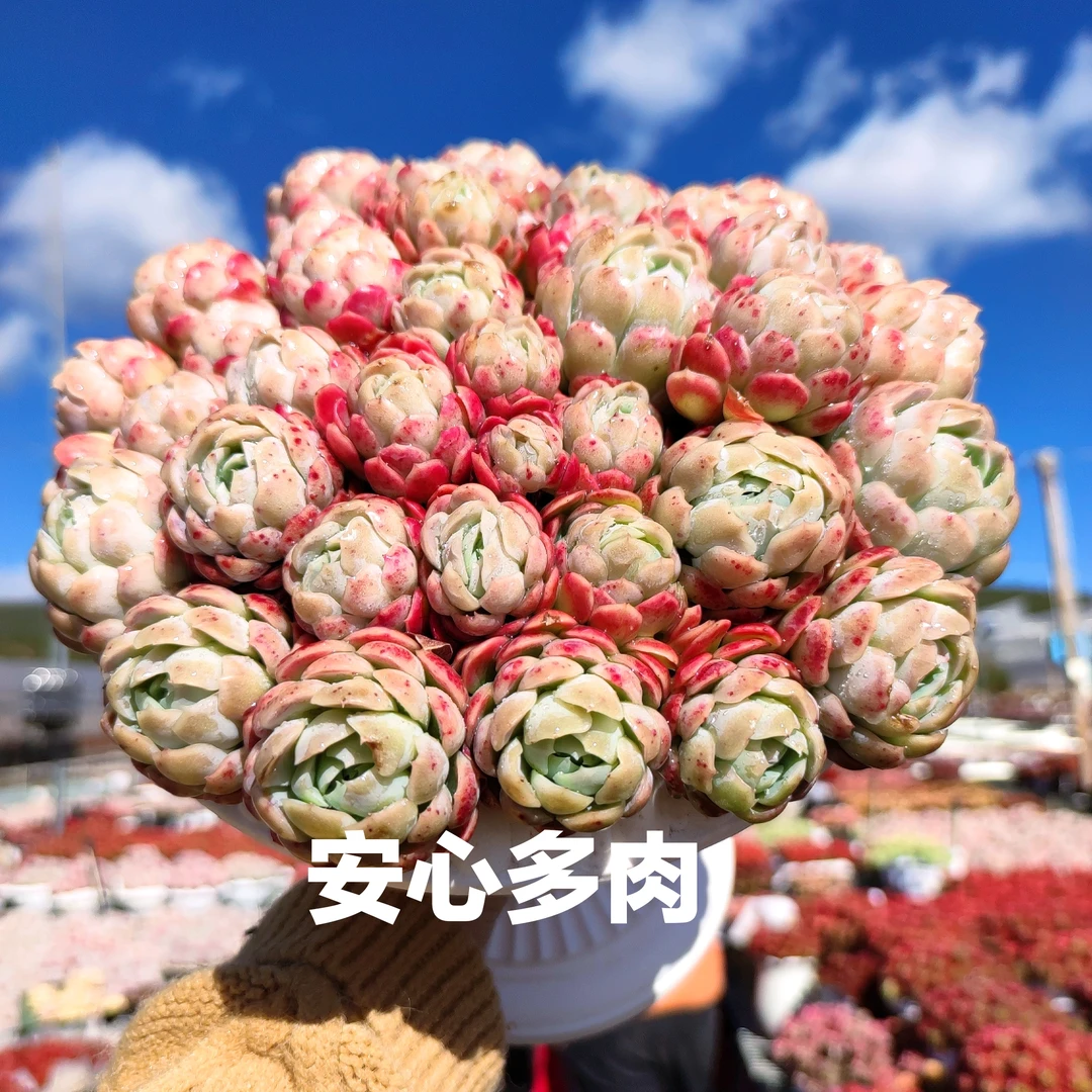 X 香妃贝瑞（22-25公分）+罗马盆 精品多肉耐旱耐冻种植新手好养