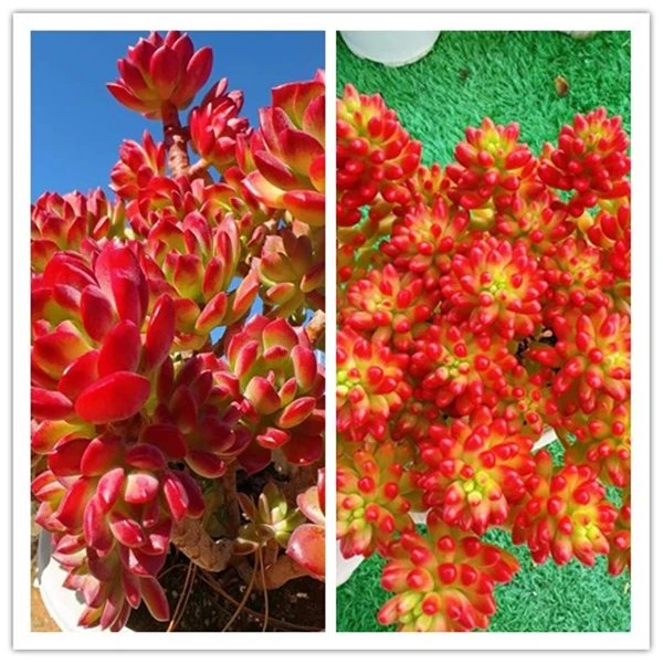 X老桩红稚莲+红葡萄 云南精品多肉 新手好养