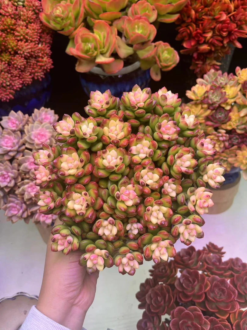 Q彩虹香豆多肉耐旱 种植好养  带盆带土 云南基地