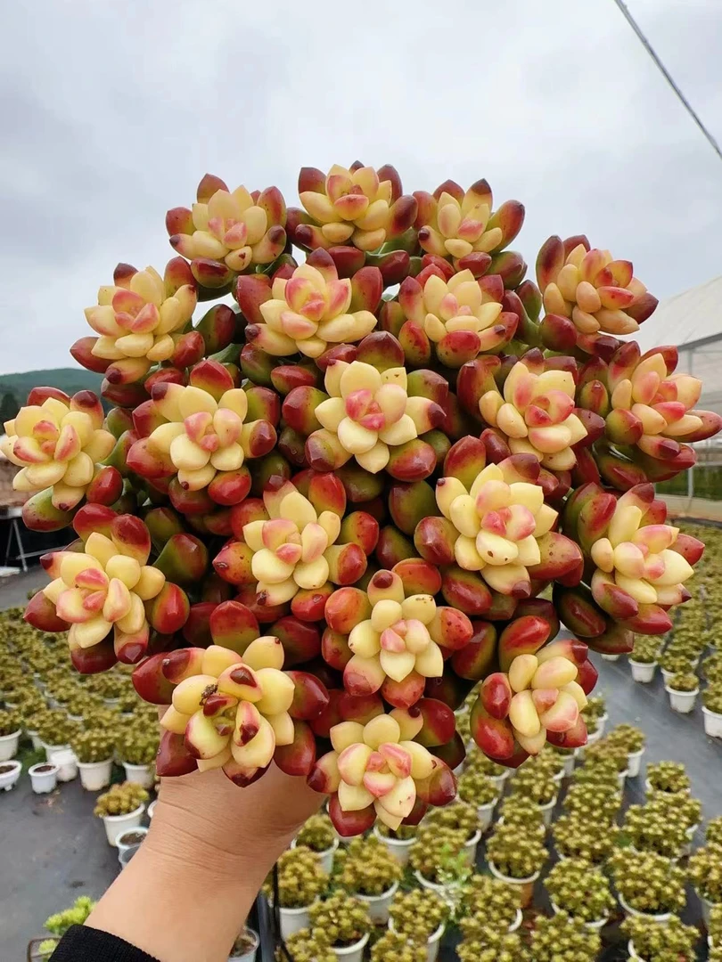 W【彩虹香豆】  有香味 可室内养 13-15cm 带盆带土 向阳多肉