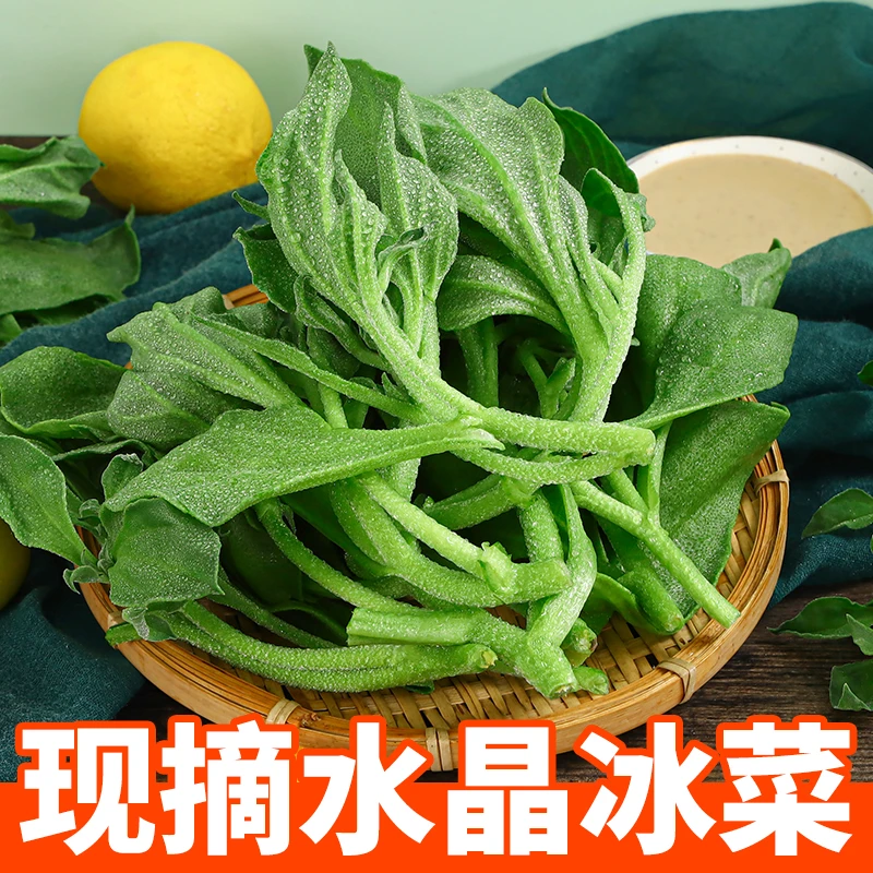 寿光现采冰草冰菜1-3斤火锅即食沙拉菜新鲜产地直发