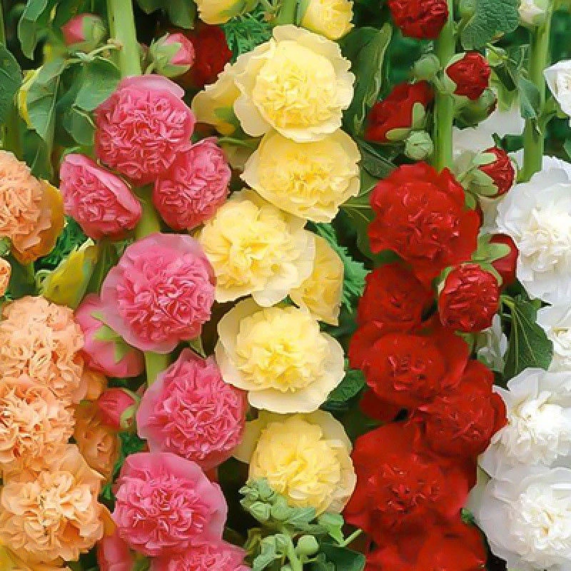 【蜀葵花种子】春天适种重瓣蜀葵花一丈红易活易种室外阳台花卉
