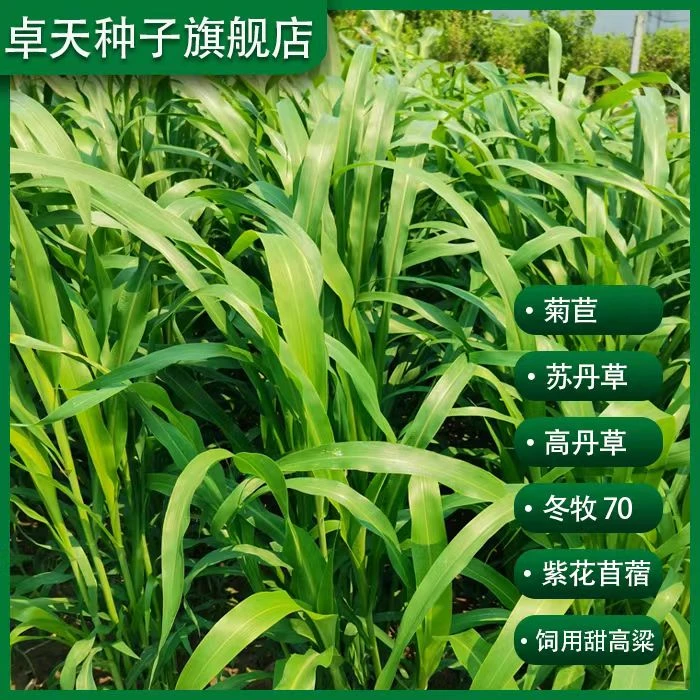 【牧草种子】黑麦草墨西哥玉米草苏丹草高丹草菊苣甜高粱紫花苜蓿