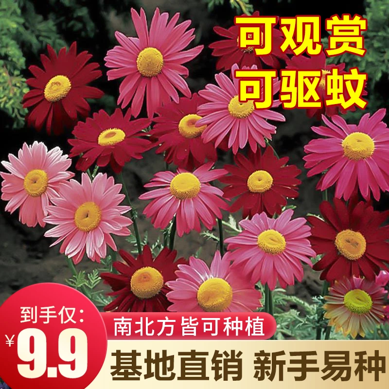 【抢！9.9元除虫菊种子】防蚊驱虫草种籽多年生阳台小院播种
