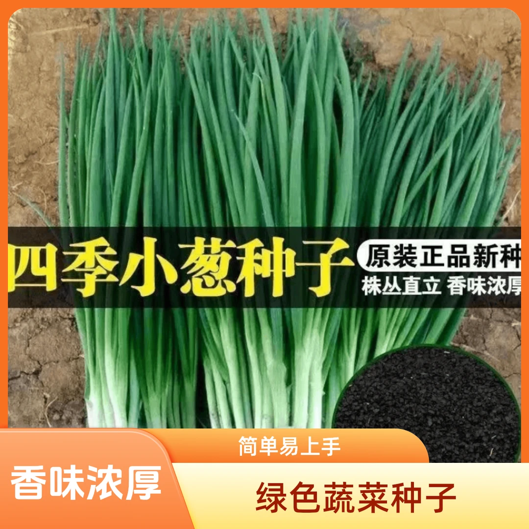 【15天速成】分多多小葱种子四季小香葱十五天速成小香葱