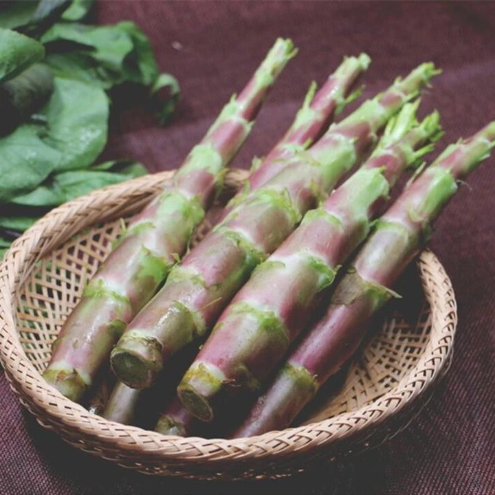 【红莴笋种子】香丝红莴苣莴笋紫绿色秋冬栽培耐低温香笋口感嫩脆