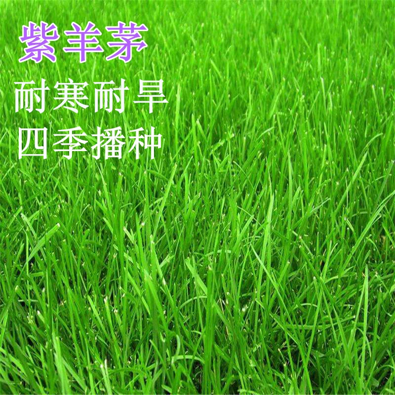【紫羊茅】紫羊茅草绿化地毯草黑麦草高羊茅护坡草皮种子草种籽