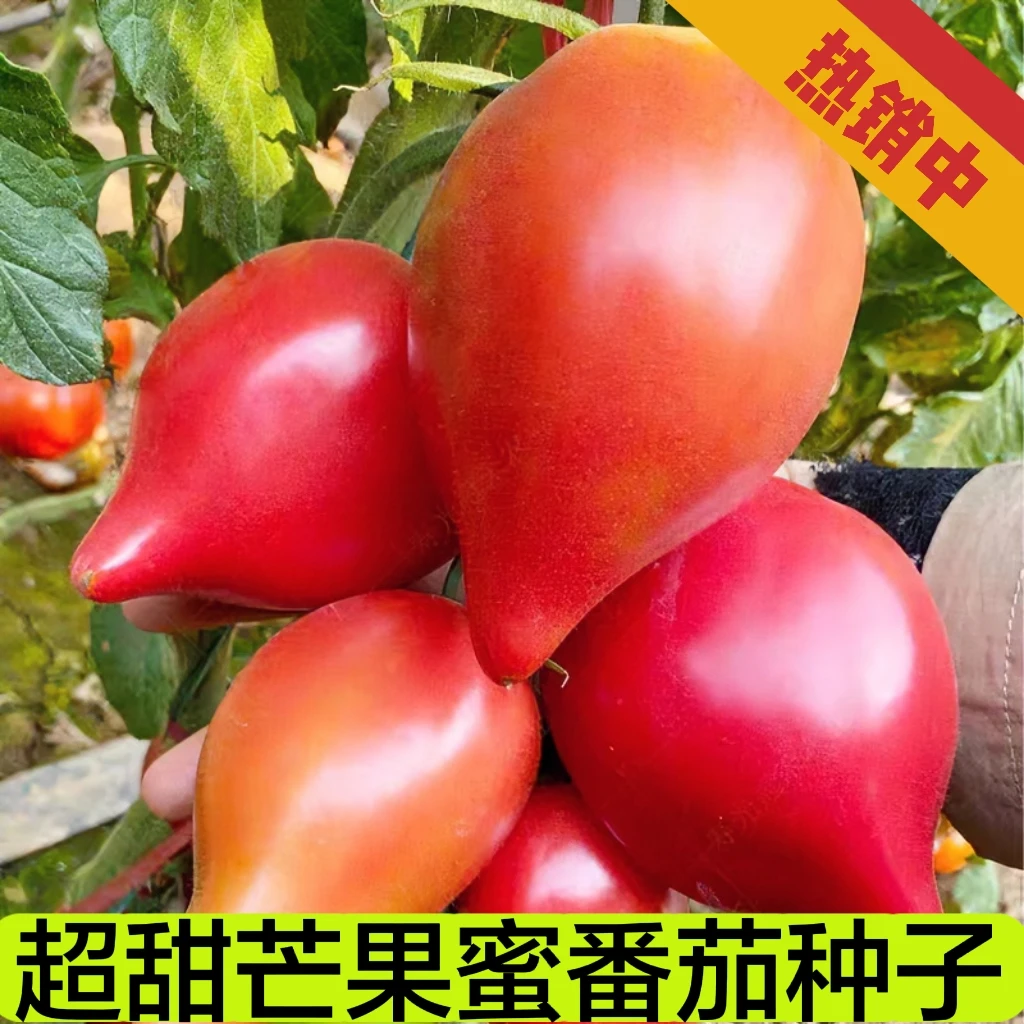 【超甜芒果蜜番茄种】水果番茄沙瓤番茄生番茄西红柿春季种子简单
