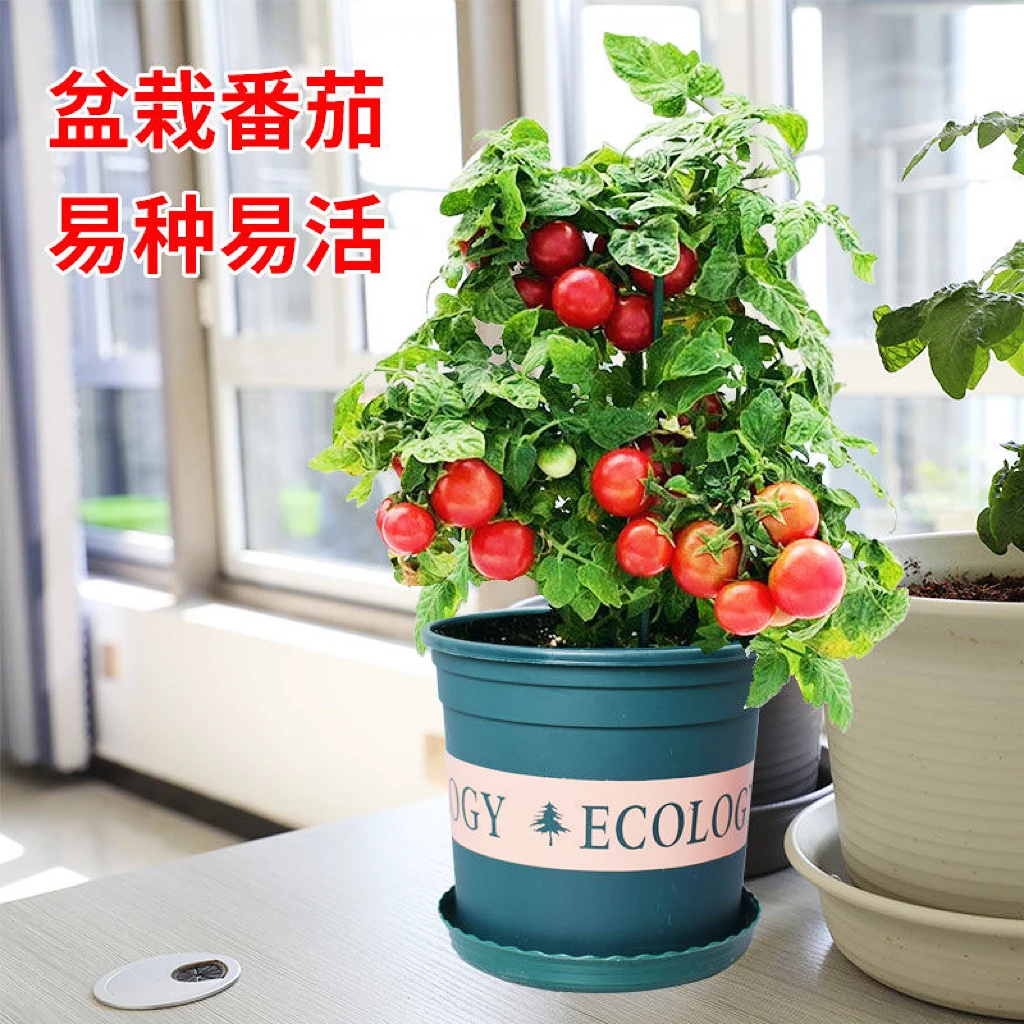 矮生番茄种子盆栽小西红柿圣女果农家阳台水果蔬菜种子易活四季播