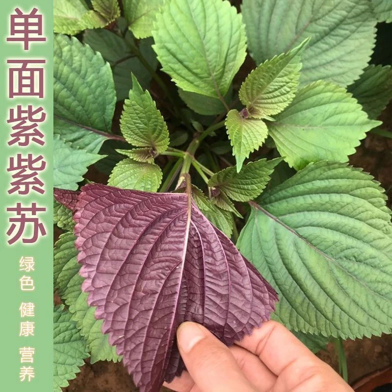 紫苏种子单面紫多季播种食用蔬菜香草菜籽室内外阳台盆栽紫苏种子
