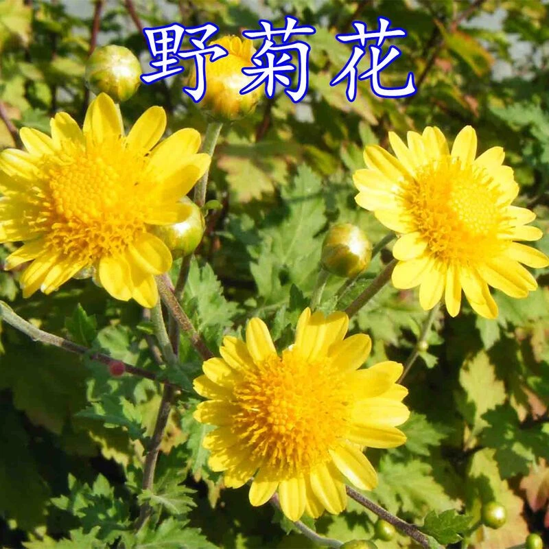野菊花种子泡茶菊花种子野黄菊花山坡路边野生山菊花多年生草本