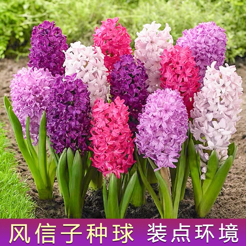 【风信子种球养成】新手养花园艺盆栽大球水培土养培花苗土培养护
