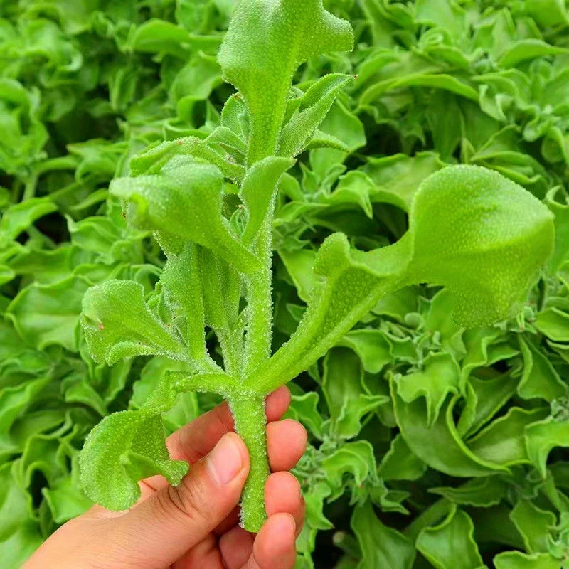 【水晶冰菜种子】水晶冰菜阳台花盆可种冰菜种子简单四季庭院种植