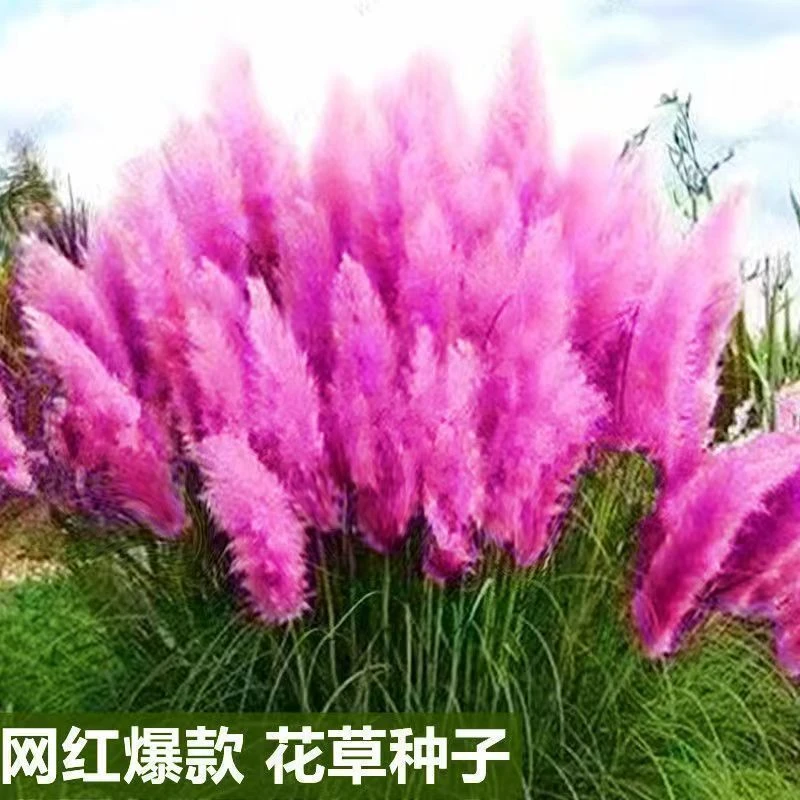 【粉黛乱子草】蓝羊茅兔尾草多年生观赏草耐热花海打造高考毕业季