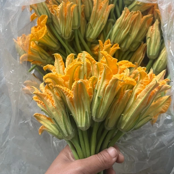 现货广西农家露天种植新鲜南瓜花嫩南瓜芽时令蔬菜煲汤南瓜花汤