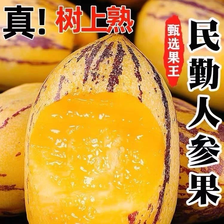 【顺丰包邮】甘肃民勤沙漠人参果净重5斤/8斤低糖水果黄肉熟果
