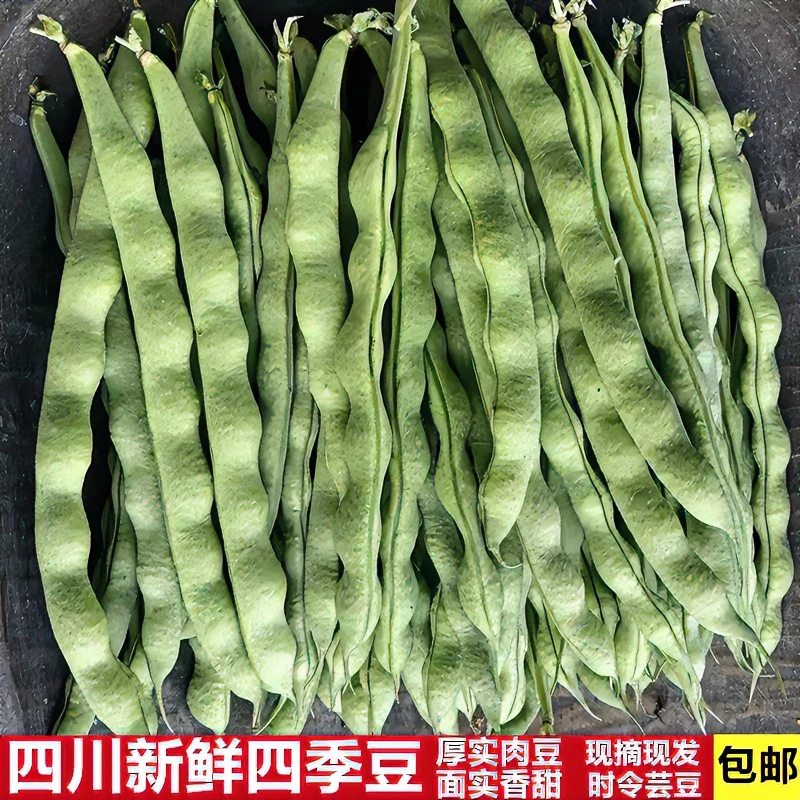 四川四季豆新鲜现摘大青豆荚肉豆角芸农家自种蔬菜2/3/5斤装