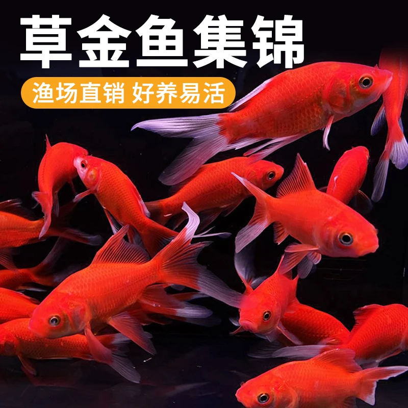 草金鱼观赏鱼小型好养耐活冷水鱼兰寿锦鲤活鱼苗红草金活体淡水鱼