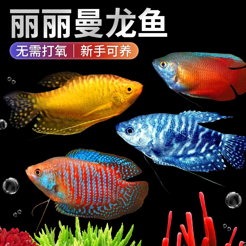 蓝黄曼龙鱼热带观赏活体鱼苗耐活好养丝足鱼小型淡水鱼五彩丽丽鱼