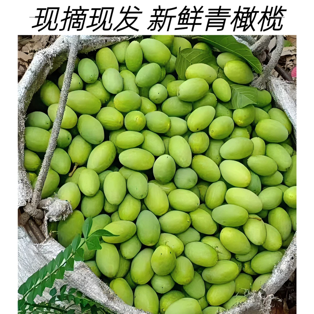 果农直销新橄榄上市2024潮汕青橄榄新鲜采摘煲汤青橄榄生鲜青果