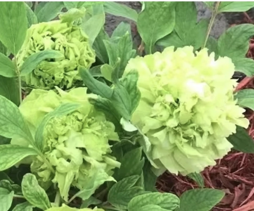 洛阳牡丹珍品【绿香球牡丹】