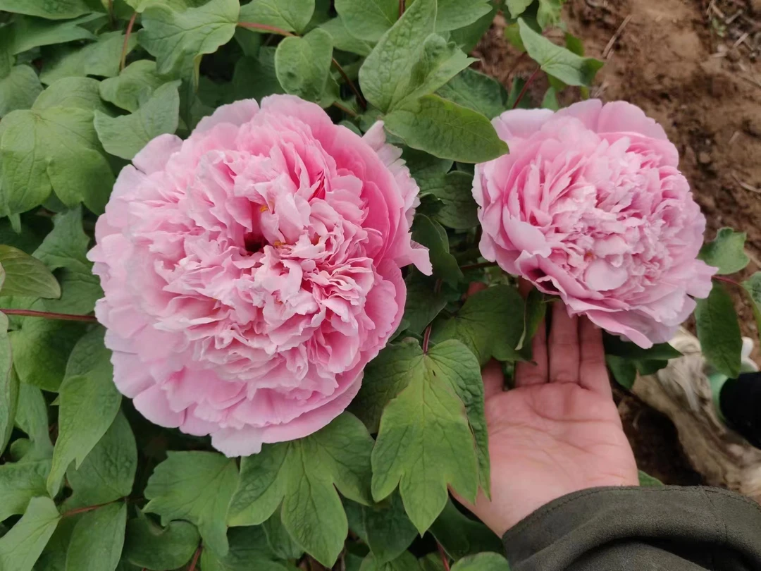 （一物一拍）洛阳牡丹重瓣大花卉种植