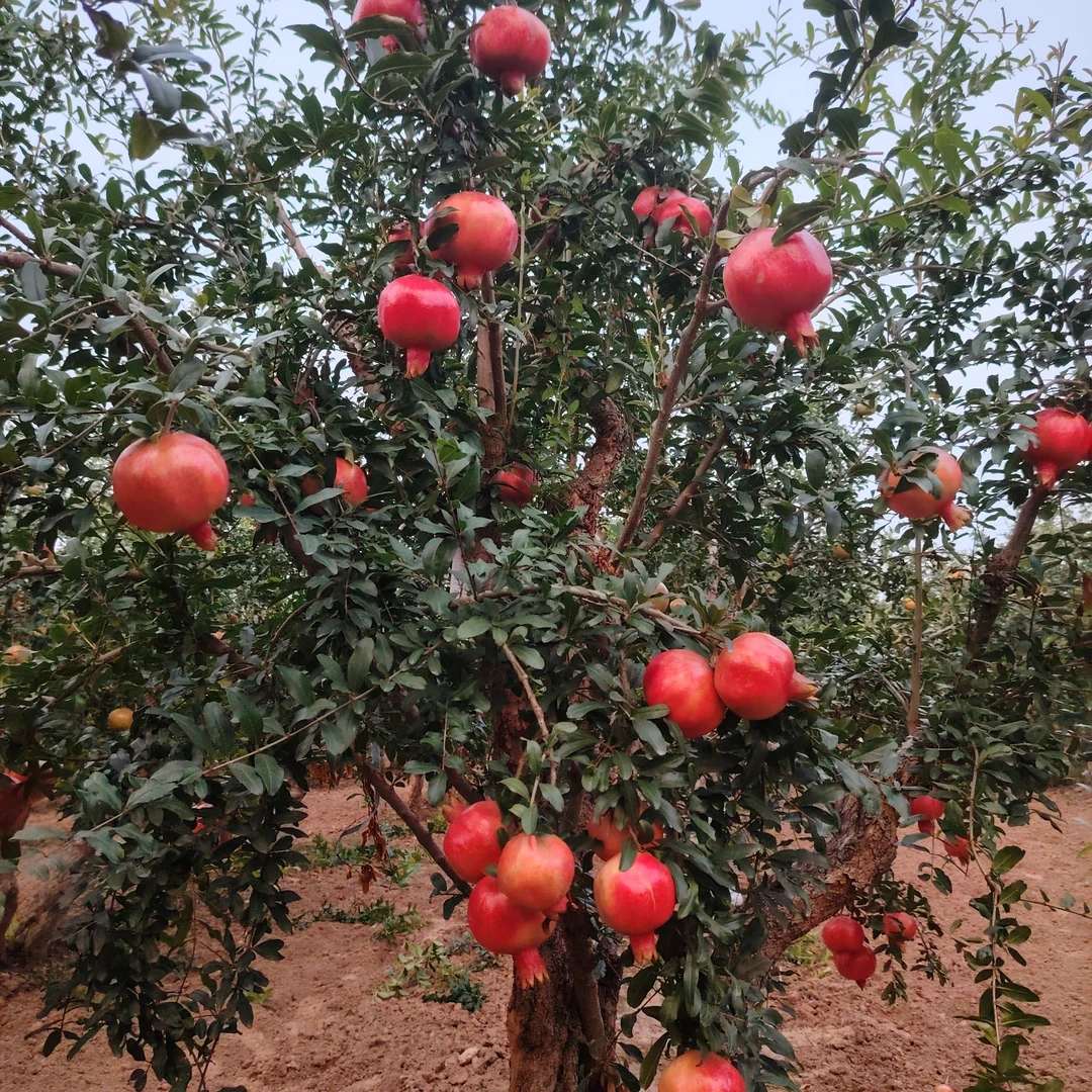 精品突尼斯  盆栽地栽 南北方庭院阳台