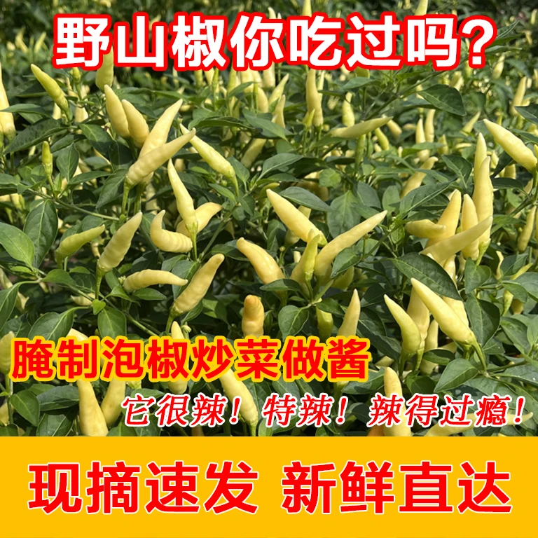 现摘味道特辣野山椒新鲜白辣椒朝天椒指天椒白泡椒小米椒3/5斤