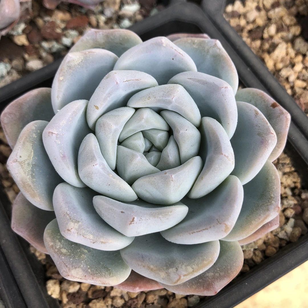 多肉植物【冰玉】精控 美观简单红色