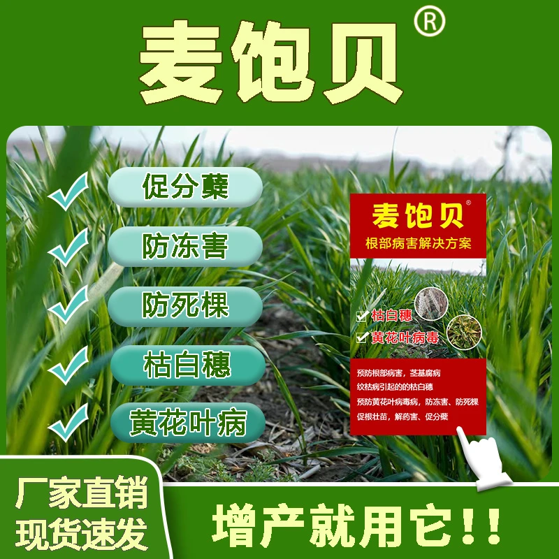 麦饱贝小麦根腐病害套装花叶卷叶枯白穗促根壮苗促分蘖增产叶面肥