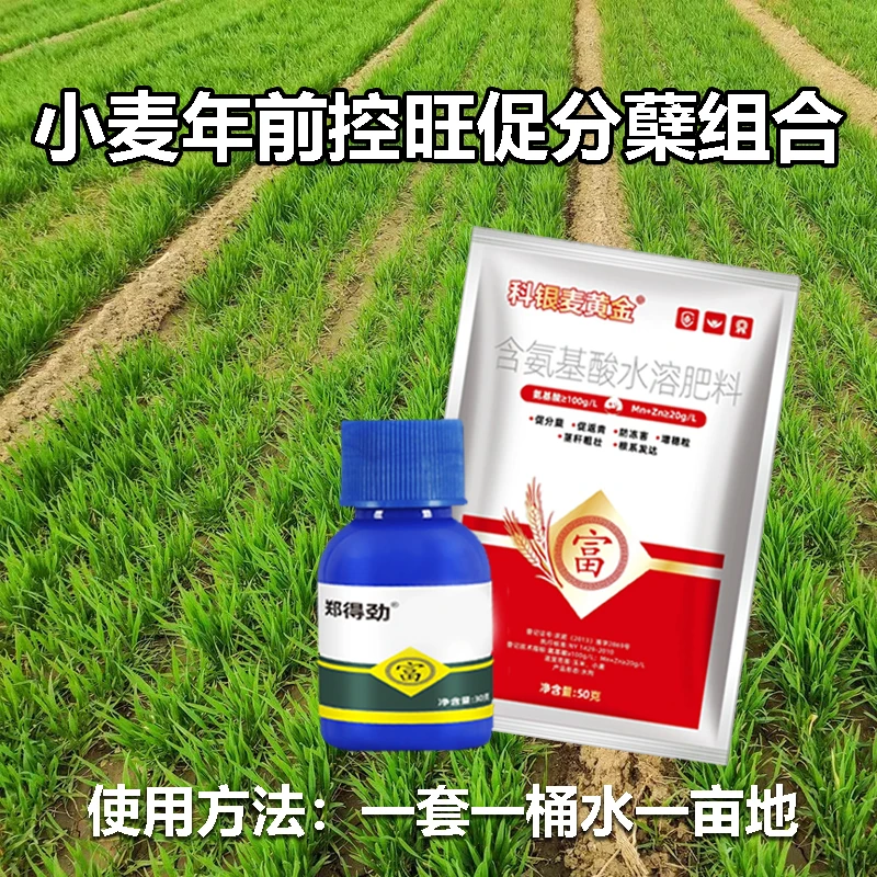 小麦年前控旺 促分蘖 调节营养增产叶面肥组合防治徒长旺长抗倒伏