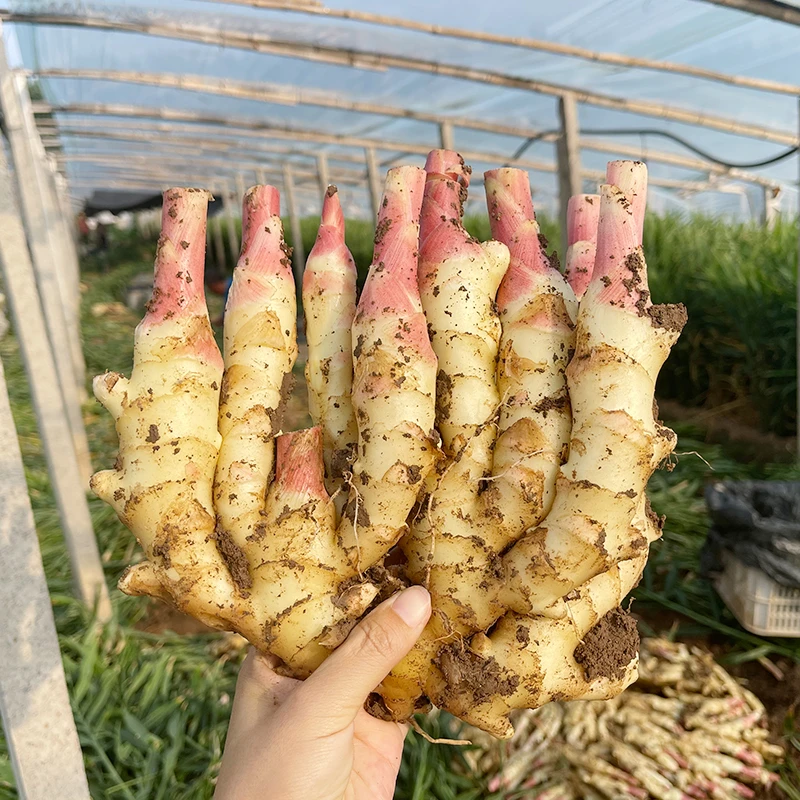 山东红芽嫩姜3/4.5斤姜味浓郁脆嫩多汁新鲜现挖