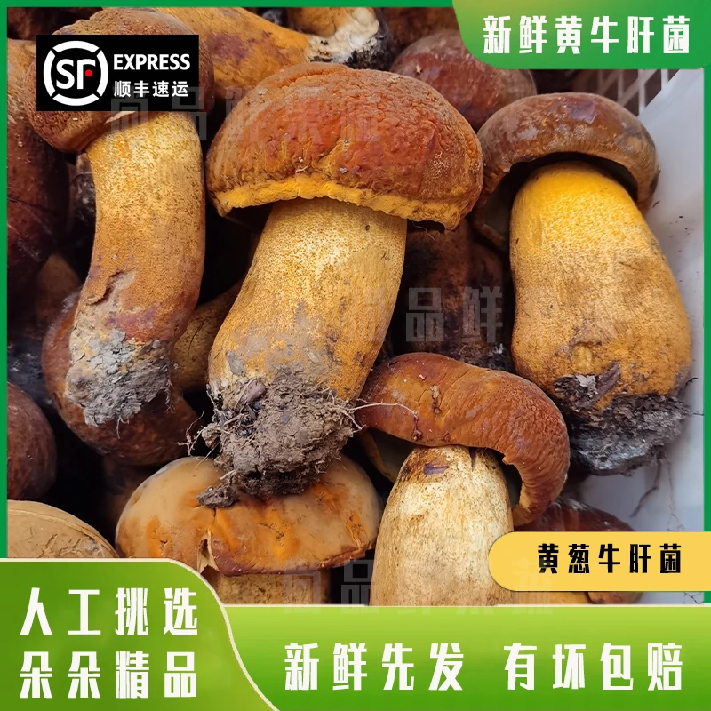 云南新鲜野生黄牛肝500g/1000g顺风冷链空运包邮