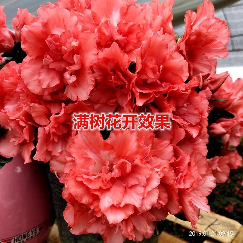 【胭脂红】比利时四季杜鹃花室内室外开花绿植