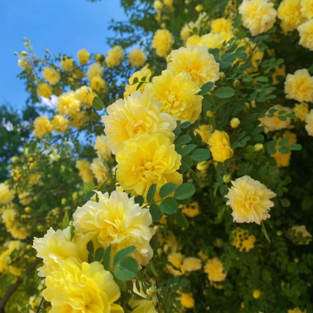 黄刺玫苗红刺玫苗庭院别墅地栽重瓣耐寒耐旱绿化工程苗五年苗