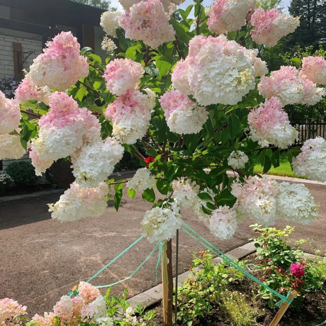 大花圆锥绣球草莓棒棒糖木绣球耐寒耐热花期长变色绣球花大花绣球