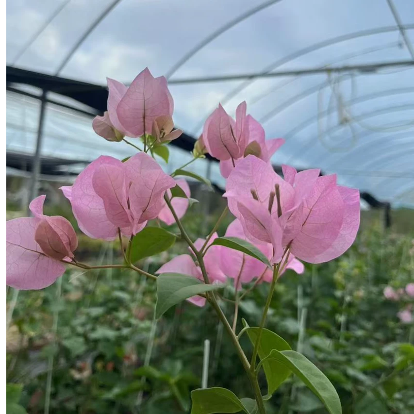 多品种三角梅勤花