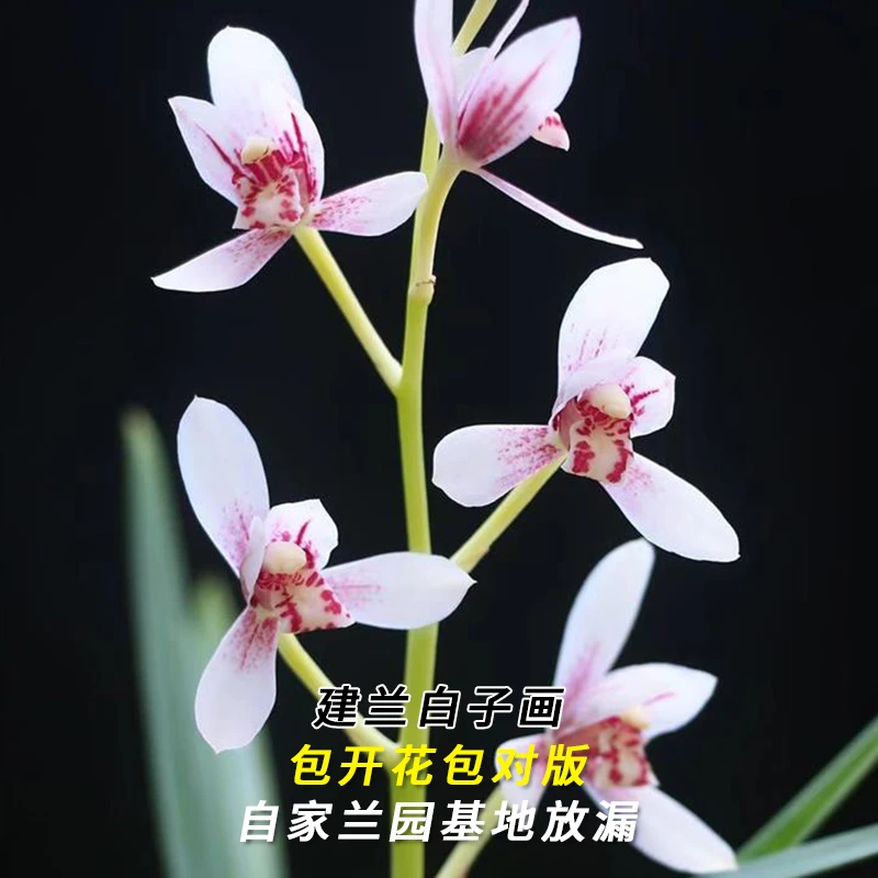 建兰名品【白子画】终身包对版 假一赔十放心购买 当年开花