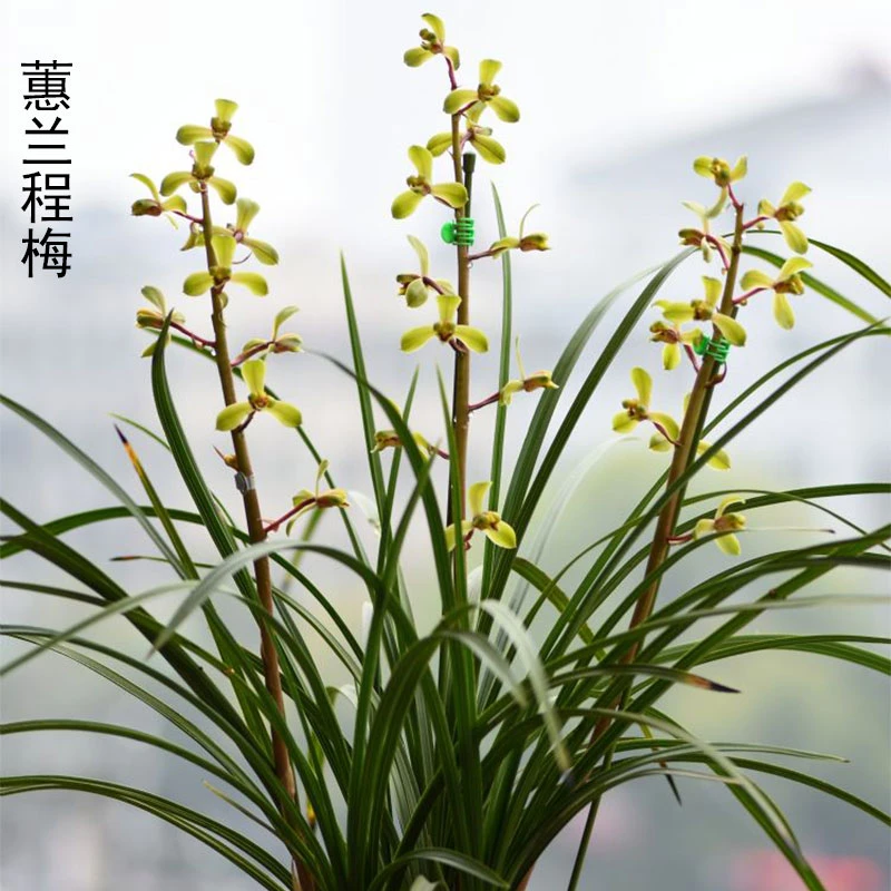 蕙兰名品【程梅】终身包对版 假一赔十放心购买 当年开花