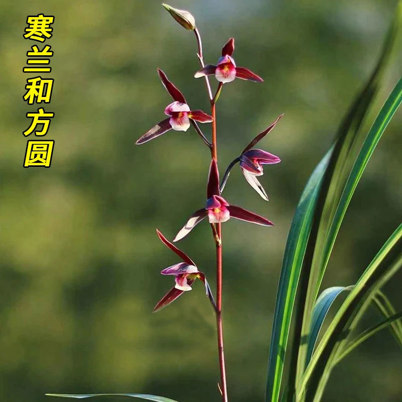 寒兰大货【和方圆】终身包对版 假一赔十放心购买 当年开花