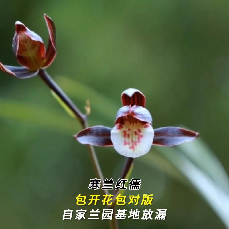 寒兰大货【红儒】终身包对版 假一赔十放心购买 当年开花