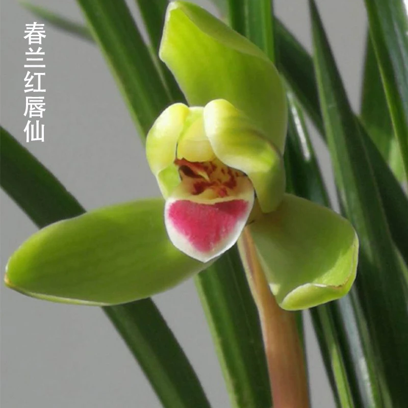 春兰名品色花红唇仙浓香好闻红舌品种室内好养兰花苗相思