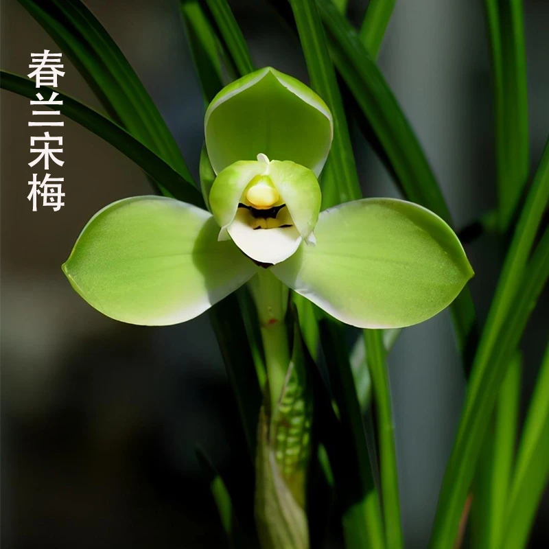 春兰传统铭品春兰老八种宋梅兰花苗梅瓣经典浓香好养室内盆栽