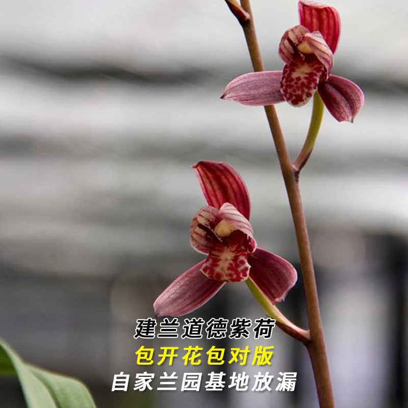 建兰名品【道德紫荷】终身包对版 假一赔十放心购买 当年开花