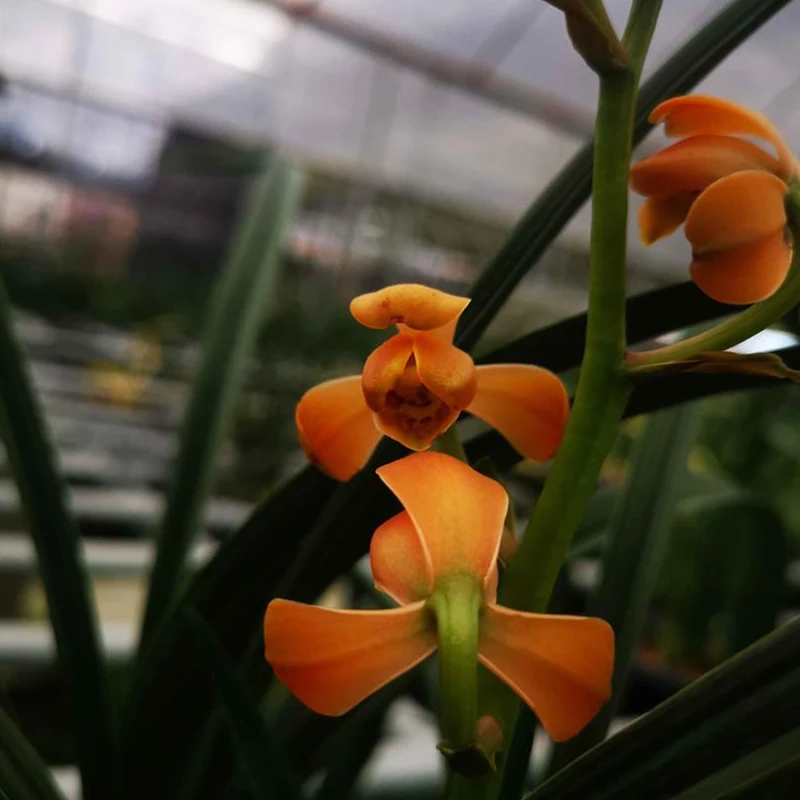 兰花雅苑直播兰花精选老种壮苗【朱金梅】蕙兰名品包成活包开花对版