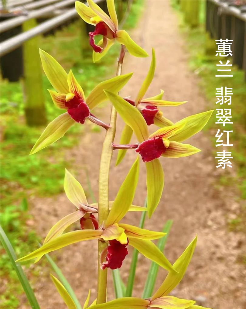 蕙兰名品【翡翠红素】终身包对版 假一赔十放心购买 当年开花