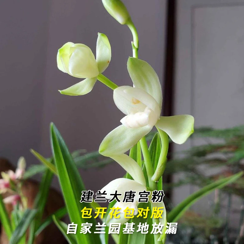 建兰名品【大唐宫粉】终身包对版 假一赔十放心购买 当年开花